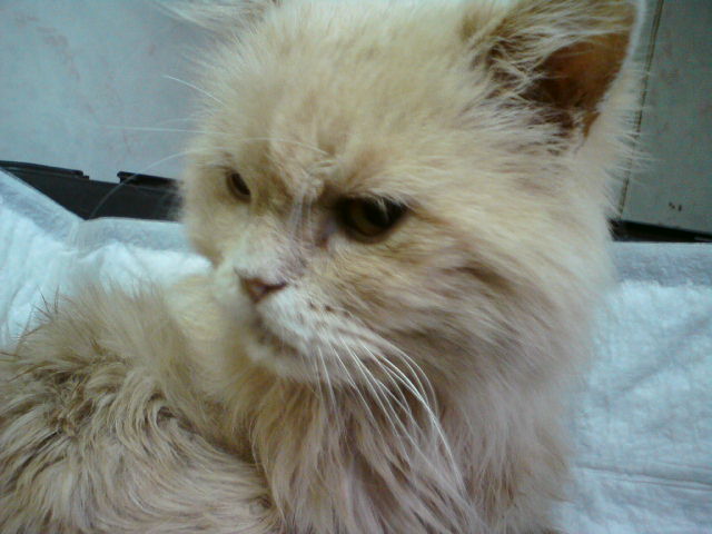 Во время процедур в ветклинике