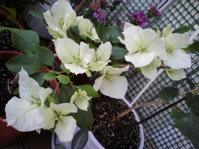 Гомеровская Magic