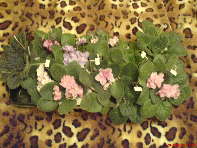 А это мои фиалочки все вместе!!! Еще нераспакованные!!! :))))