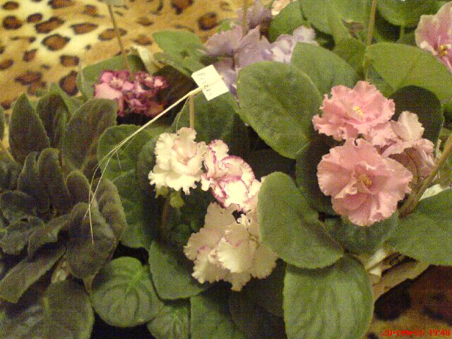 Мои растюшки!!!