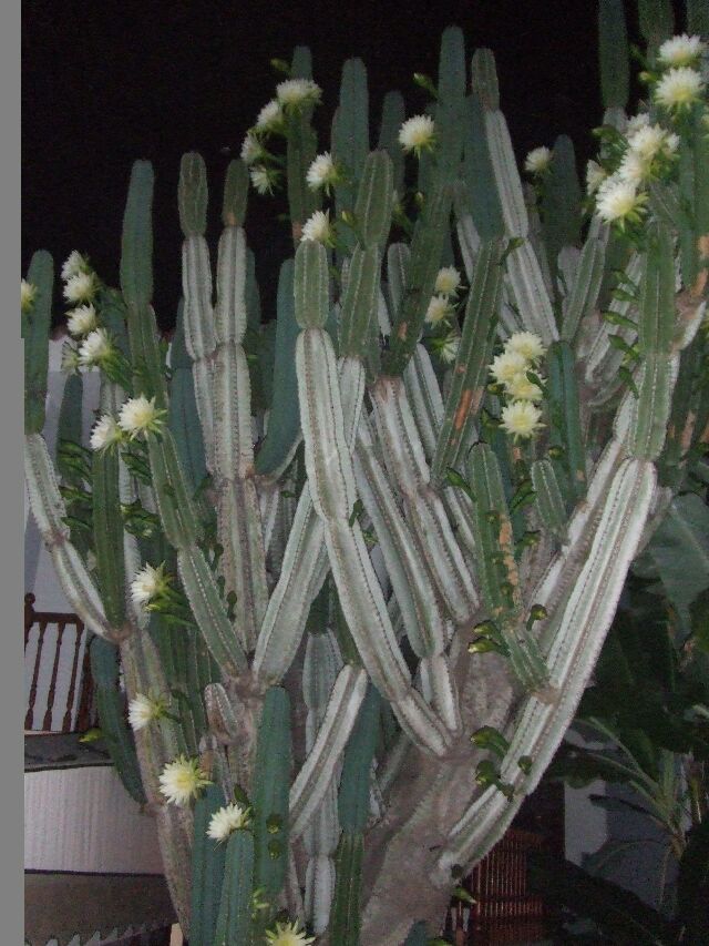 Цветы распускаются ночью...