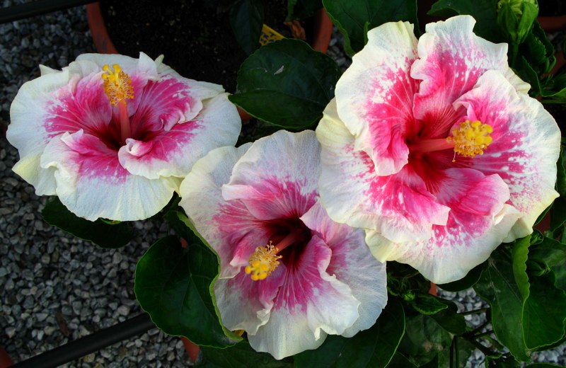 Tahitian Strawberry Moon.jpg