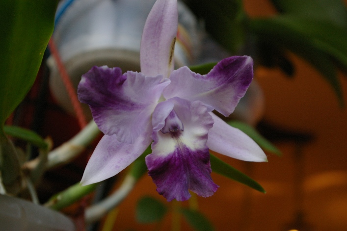 Lc. Cariad's Mini-Quinee 'Angel Kiss' BM/JOGA HCC/AOS (Lc. Mini Purple x C. intermedia)