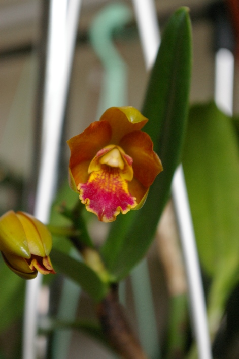 Cattleya hybr.