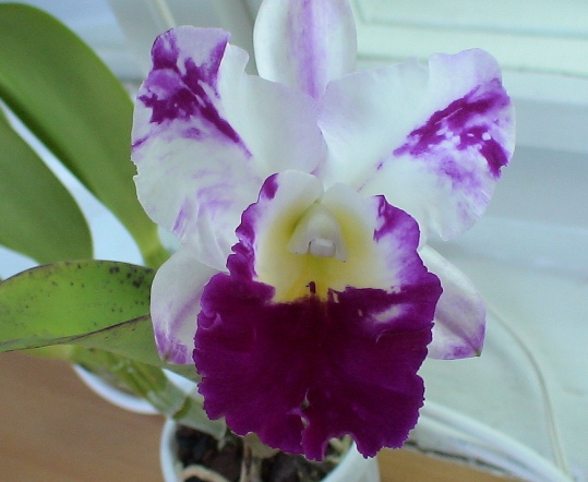 Blc. Mem. Anna Balmores 'Convex'.JPG