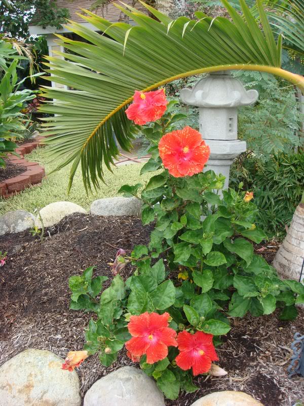 hibiscus3.jpg