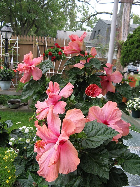 hibiscus4.jpg