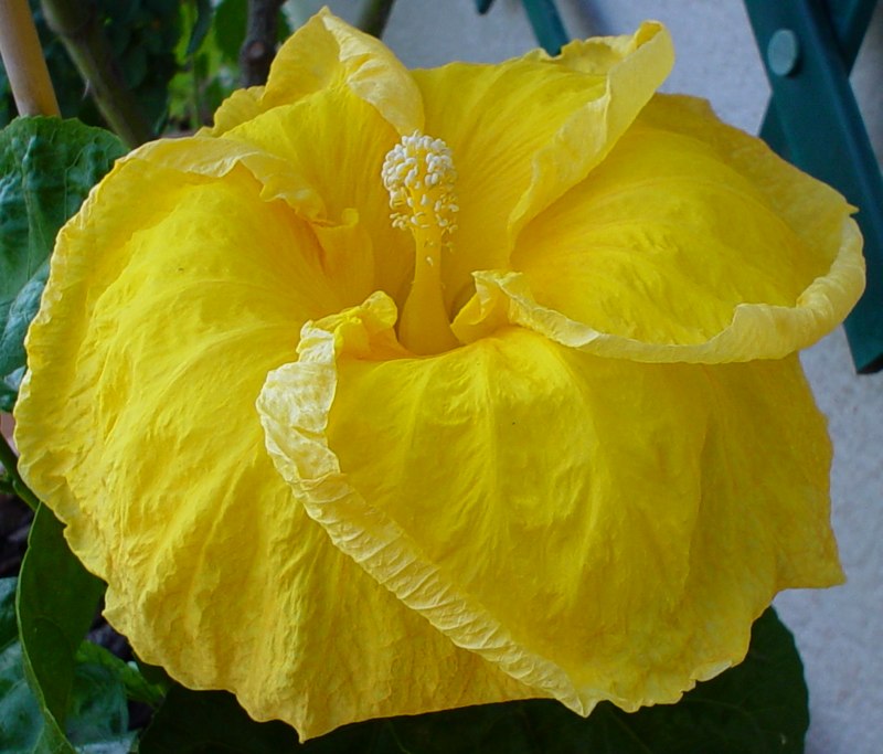 Golden Anniversary.jpg