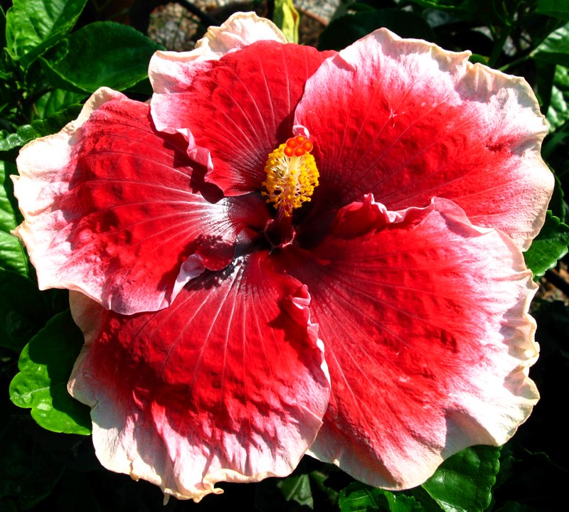 Tahitian Cherry Blossom.jpg