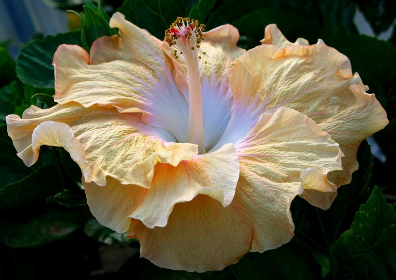 Tahitian Peach Parfait.jpg