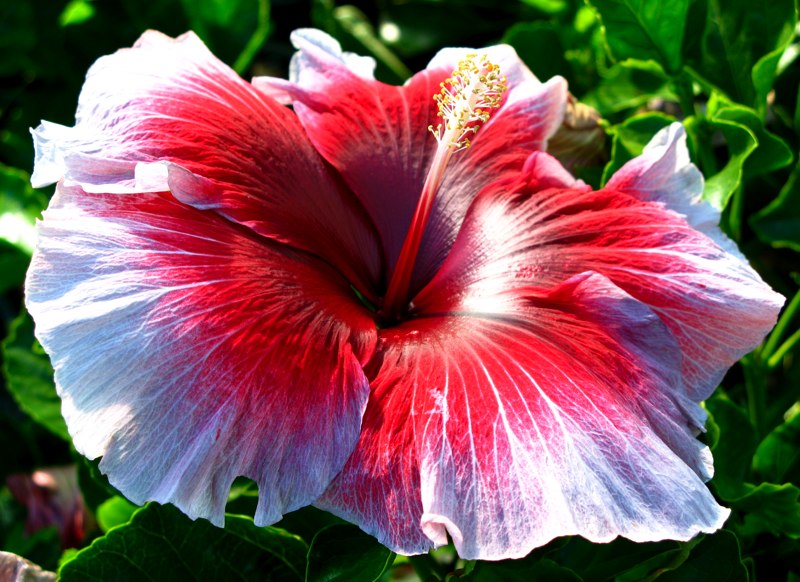 Tahitian Purple Queen.jpg