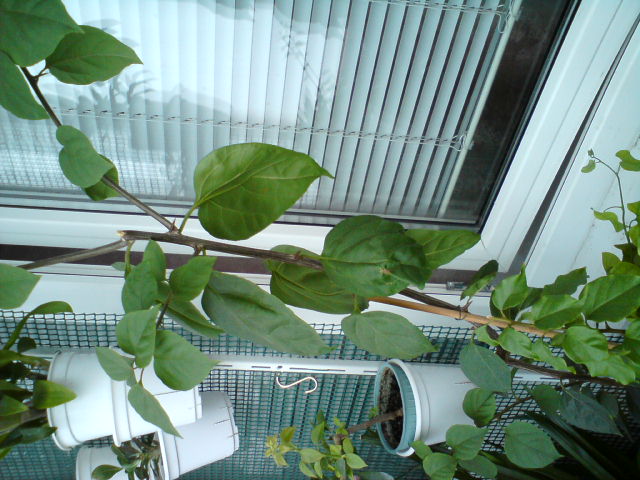 внизу обычная ярколиловая