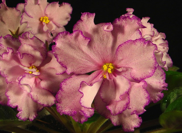 Также в каталоге Е.В. Коршуновой за 2006 г. пока нет описания этого сорта...