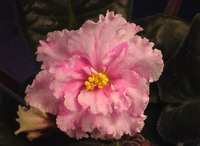 ЕК-Колыбель Жизни    - Огромные махровые волнистые нежно-яблонево-розовые звёзды с тёмно-розовым фэнтези в виде «ручейков», растекающихся из центра цветка. Тёмно-зелёная крупная листва. Очаровательные цветы притягивают взгляд!