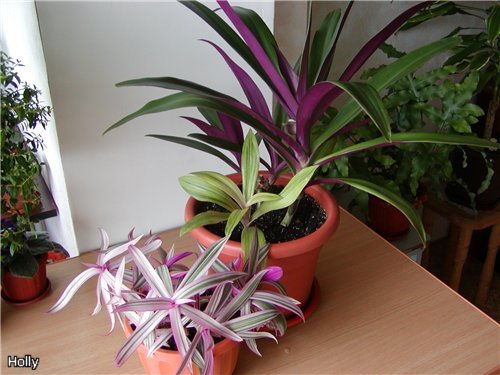 РЕО вместе.jpg