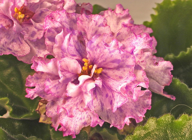 Пока что описания не нашла... зато, какое фото!!!