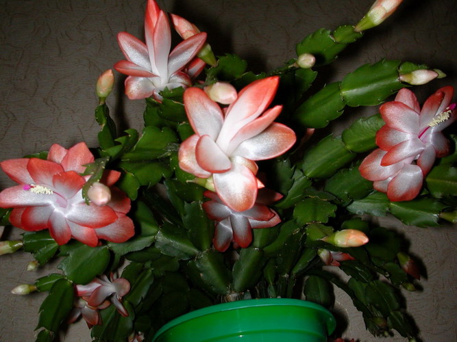 Оранжевая шлюмбергера.jpg