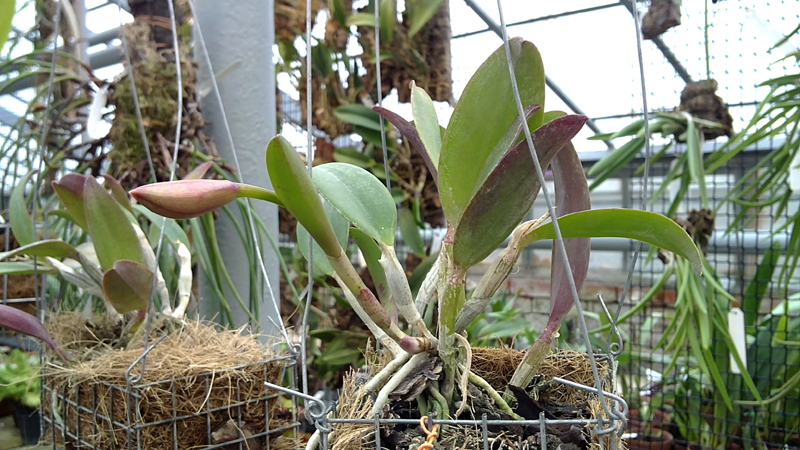 Sophrocattleya Beaufort.jpg