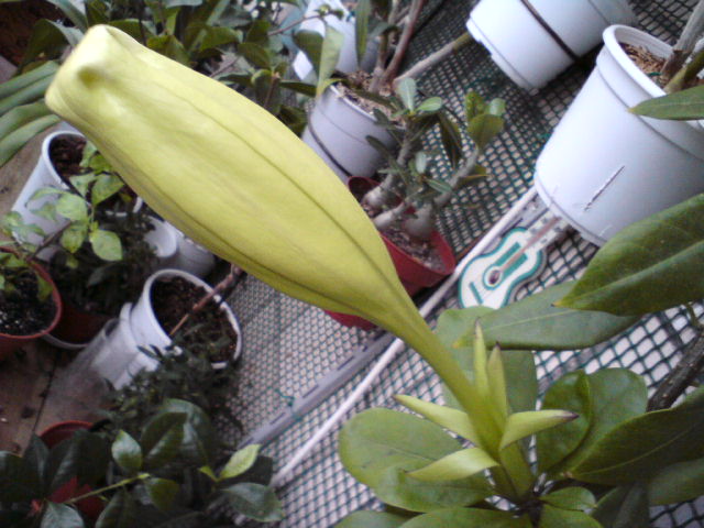 25 см цветоноса с бутоном. Еще нужно нарастить 10 см.