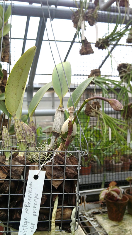 Cattleya walkeriana princeps.jpg