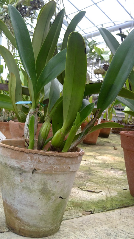 Laeliocattleya Sierra Skies Leone.jpg