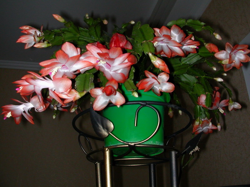 Оранжевая шлюмбергера 1.jpg