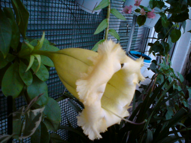 Цветопередача немного исказила желтый цвет.