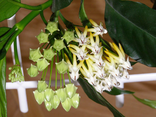 multiflora3.jpg