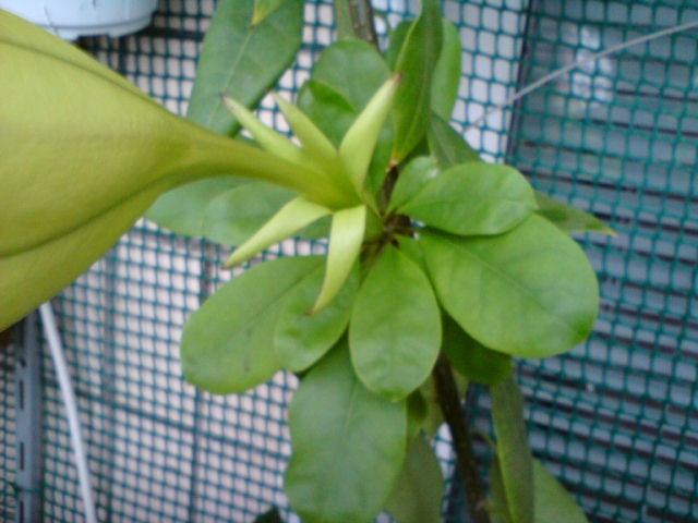 вот такая компактная листва.