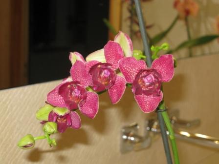 IMG_2848 - копия.JPG