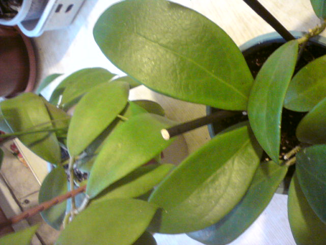 Слева - красная.