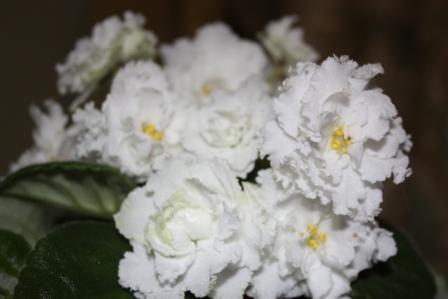 РС-Балерина