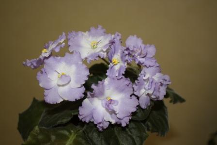 Lyon's Lavender Magic   (Sorano)