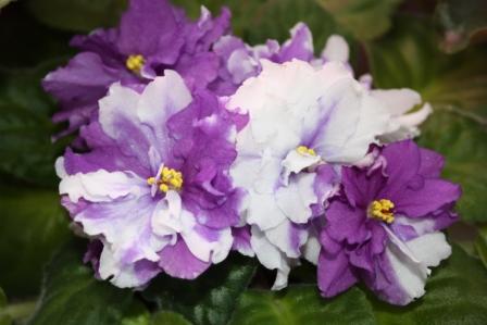 РС-Черничные Облака