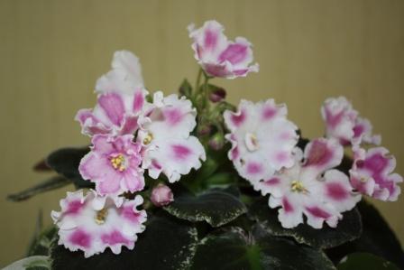 РС-Живая Энергия