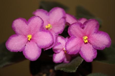 Halo's Aglitter                  (Sorano)