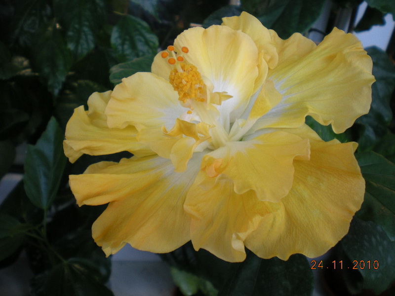 Harvest Moon 003.jpg