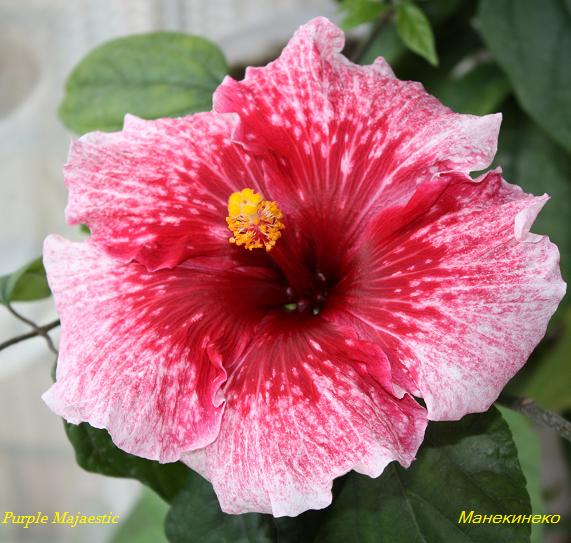 Purple Majaestic.jpg