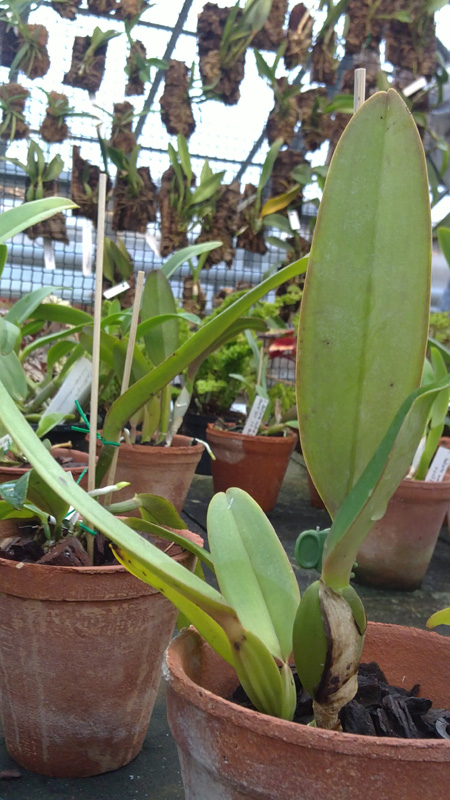 Cattleya labiata rubra.jpg