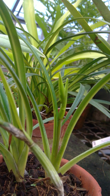 Phragmipedium pearcei.jpg