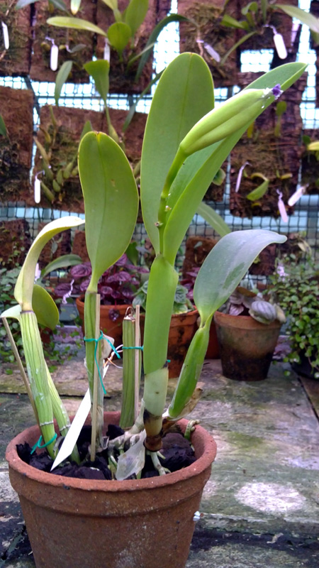 Laeliocattleya Cornelia caerulea.jpg