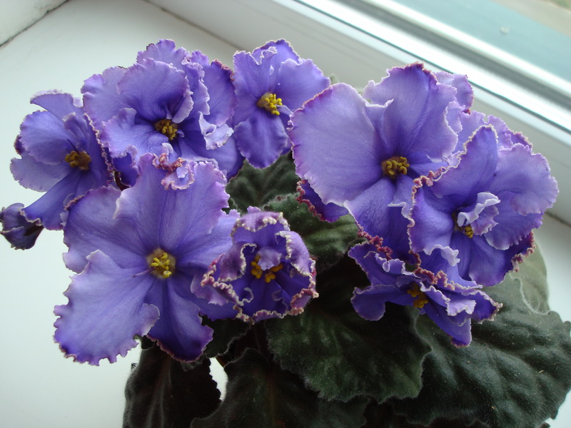 ЕК-Афродита