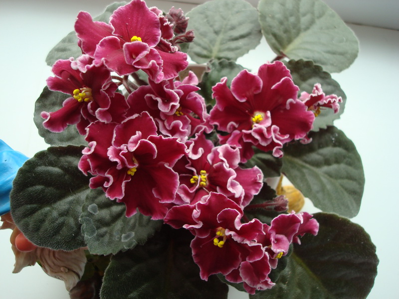 DSC04236_новый размер.JPG