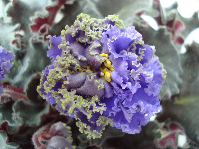 DSC04252_новый размер.JPG