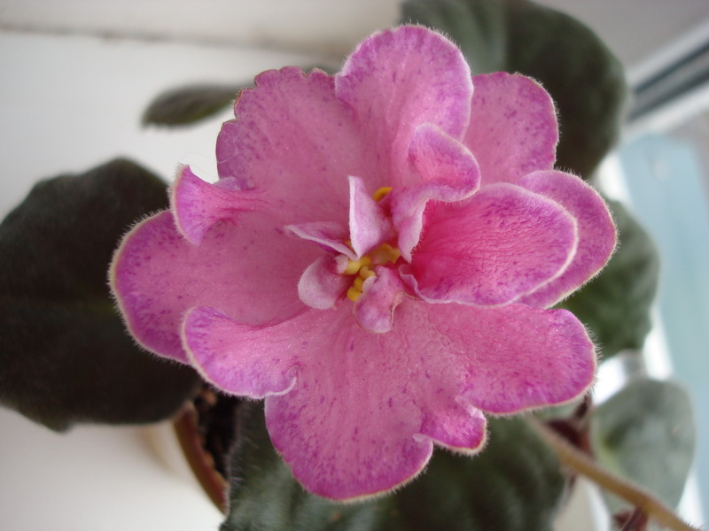 DSC04269_новый размер.JPG