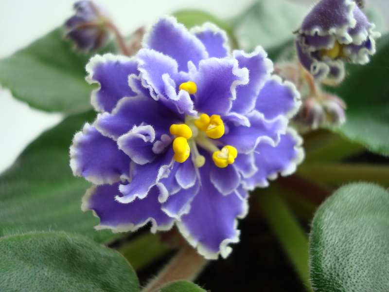 DSC04227_новый размер.JPG