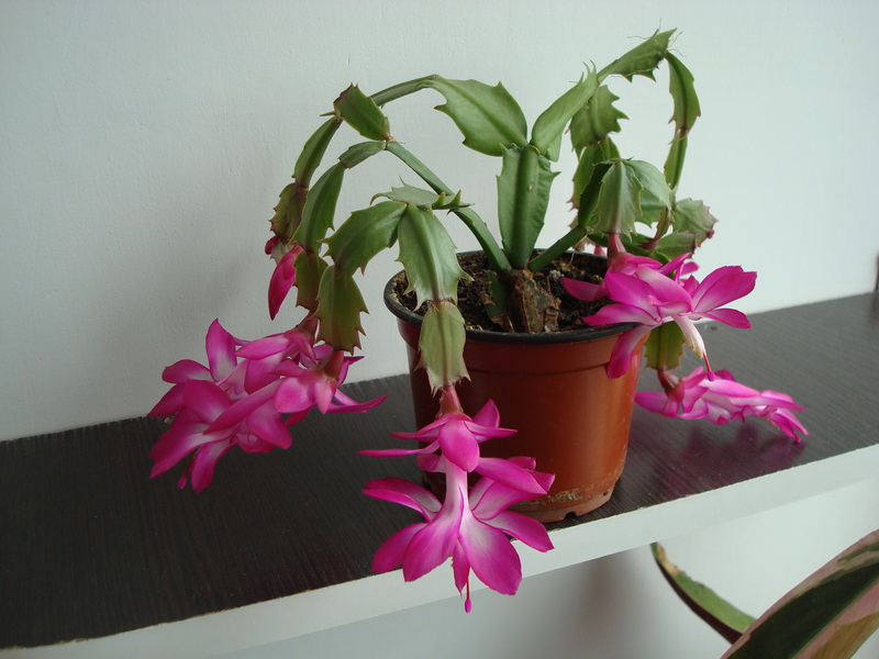 DSC04246_новый размер.JPG