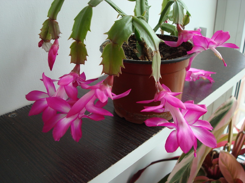 DSC04247_новый размер.JPG