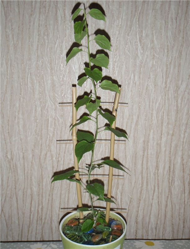 Буга, что летом погибла, приходит в себя