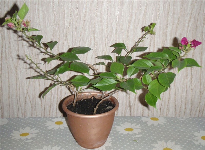 Та что поактивней цветет, буга от Эстель